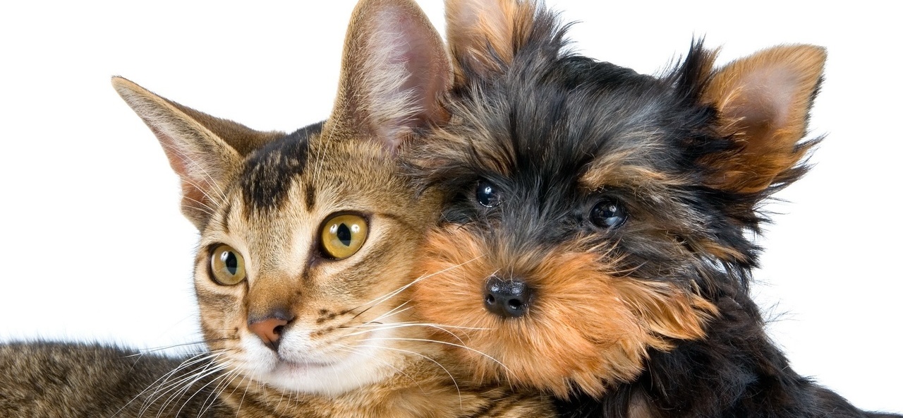 Доска объявлений о животных | ЗооТом - продажа, вязка и услуги для животных в Дубовщине