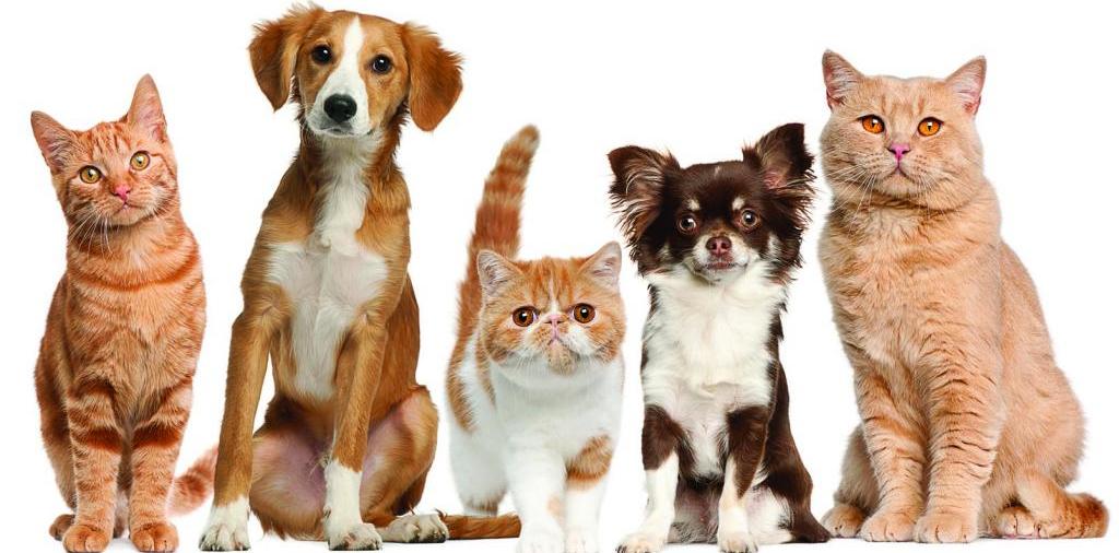 Доска объявлений о животных | ЗооТом - продажа, вязка и услуги для животных в Дубовщине