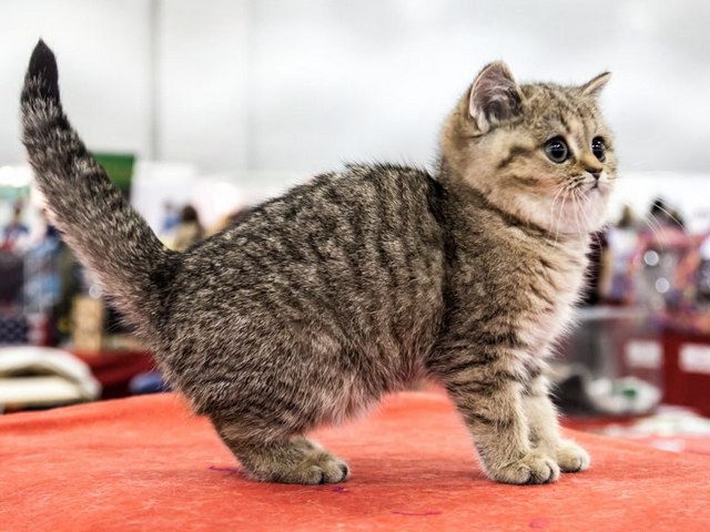 Породы кошек в Дубовщине | ЗооТом портал о животных