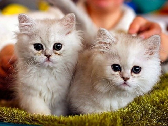 Породы кошек в Дубовщине | ЗооТом портал о животных