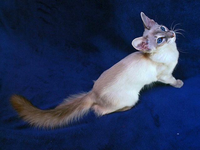 Выведенные породы кошек в Дубовщине | ЗооТом портал о животных