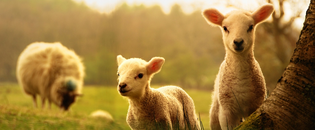 Объявления о сельскохозяйственных животных | ЗооТом - продажа, вязка и услуги для животных в Дубовщине