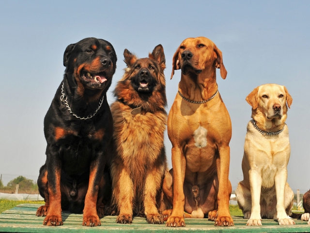 Крупные породы собак в Дубовщине | ЗооТом портал о животных