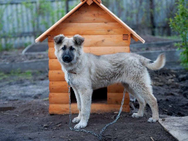 Все о собаках в Дубовщине Все о собаках в Дубовщине
